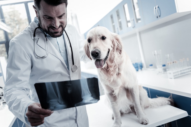 When Should Your Pet Get a Diagnostic Imaging Test?